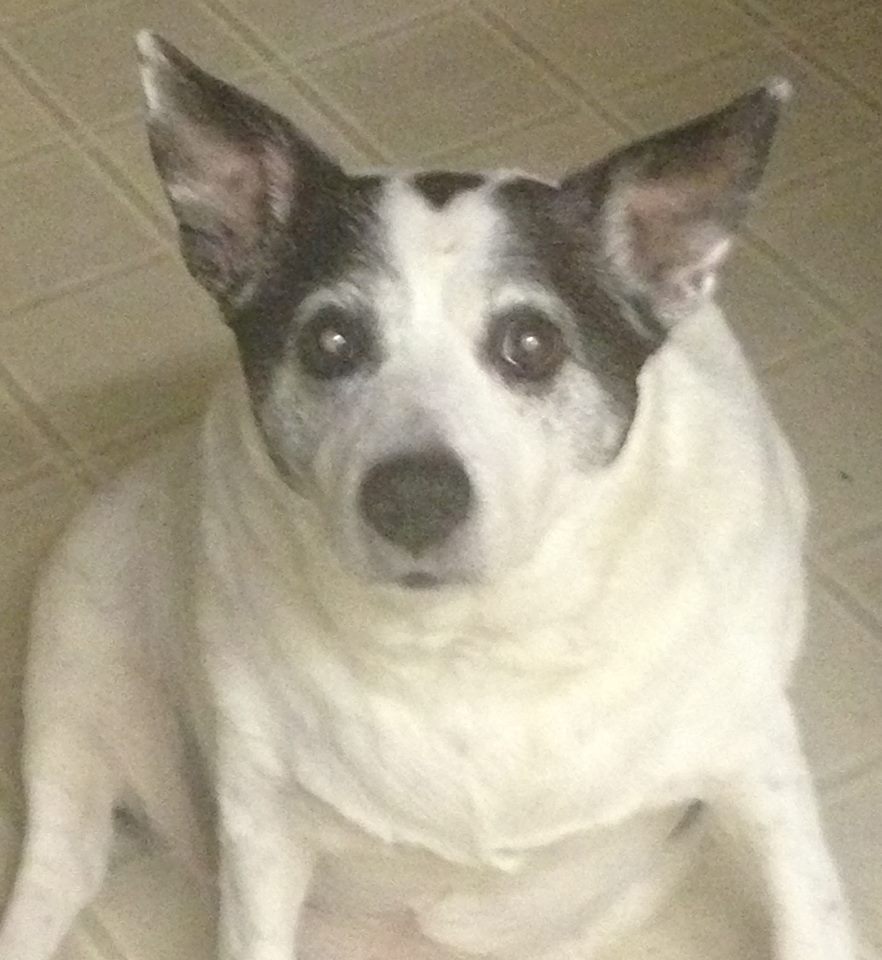 Results 4 days using Rose-Hip Vital Canine? Yes – it happened to Sue’s dog!