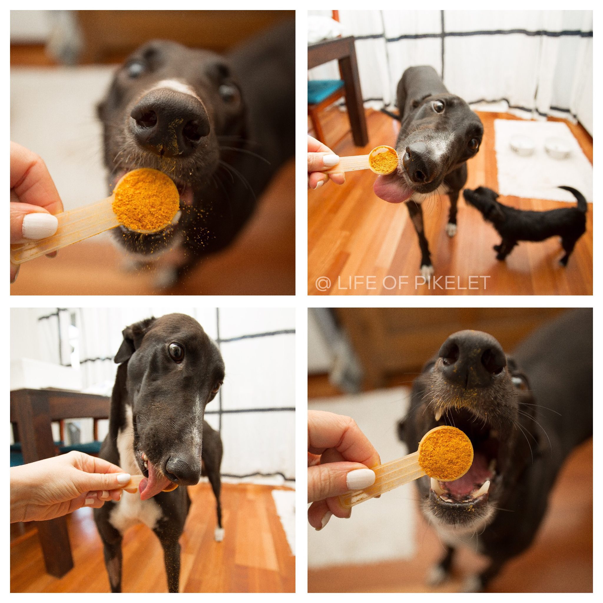 Is Rose-Hip Vital Canine Palatable?