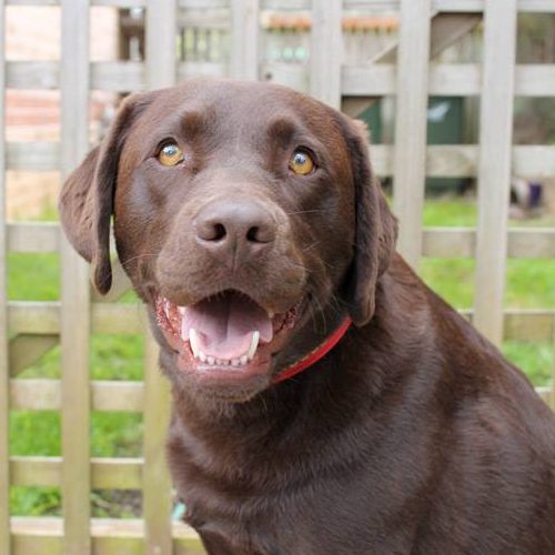 Cooper suffered a ruptured cruciate ligament!