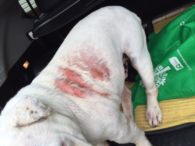 Does the warm weather cause skin conditions & allergies in your dog?