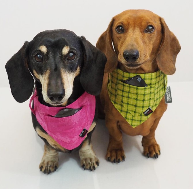How will Rose-Hip Vital Canine help your Sausage?