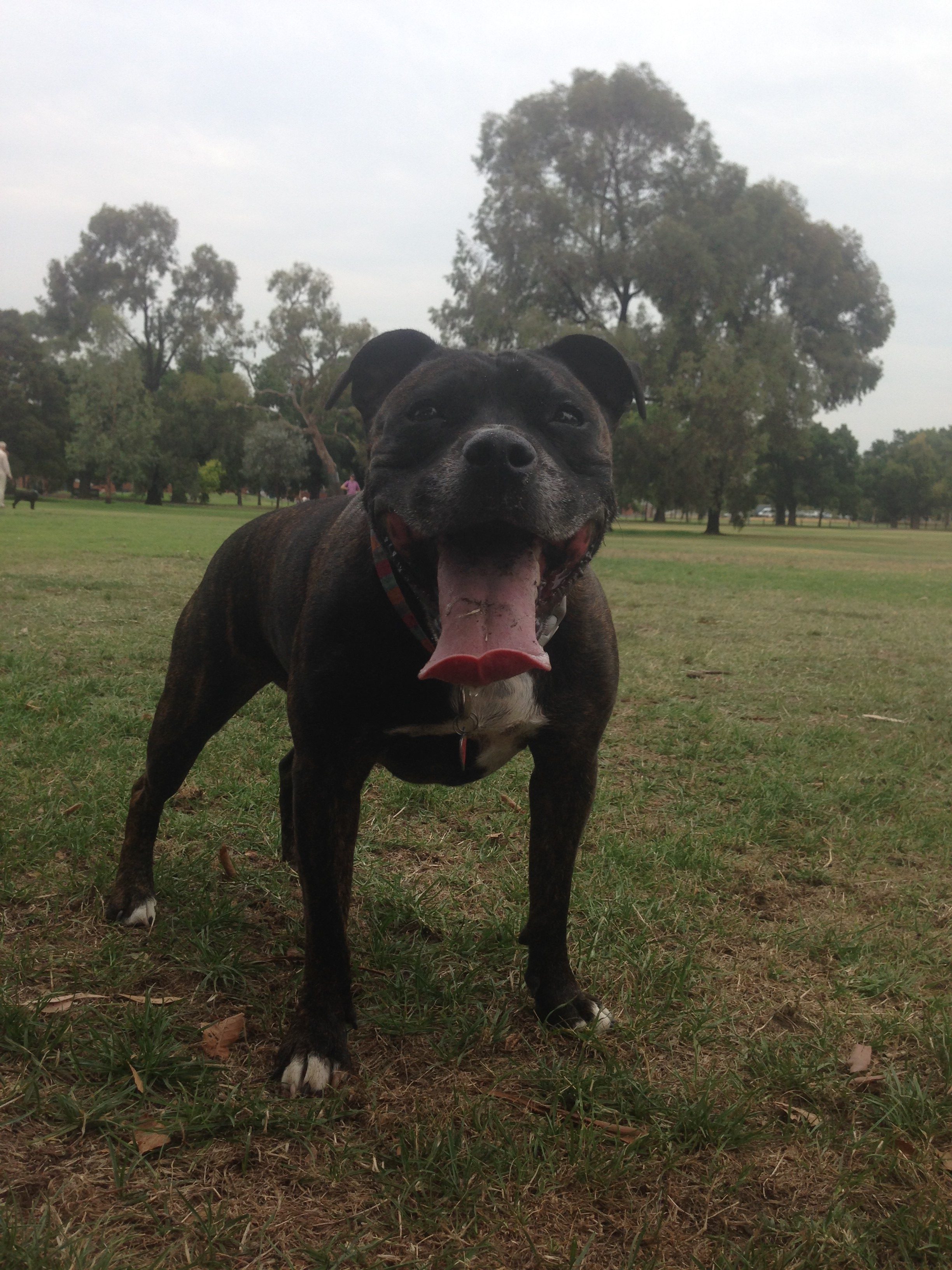 OSETEOPATH | Dr Locky Goodwin talks about Rose-Hip Vital Canine for his dog’s cruciate ligament