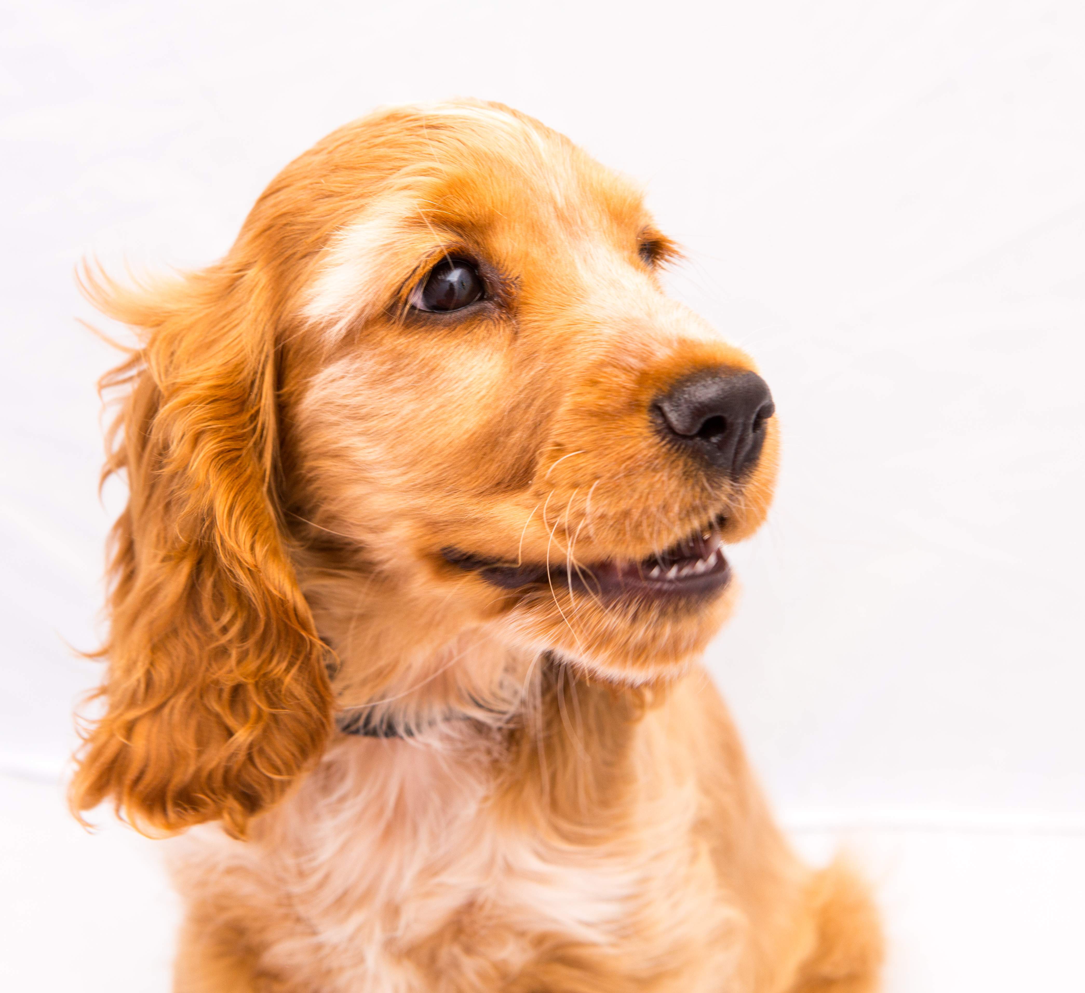 1 in 5 Dogs gets Arthritis!