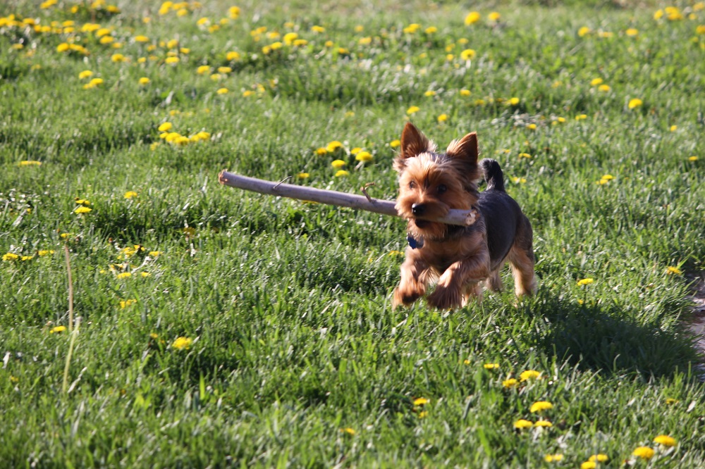 Tips from vet, Camille Brandt, on staying on top of your dogs health.