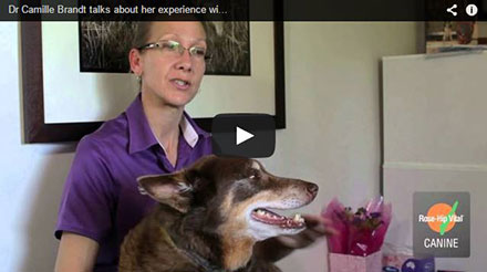 Dr Camille Brandt talks about her experience with Rose-Hip Vital® Canine